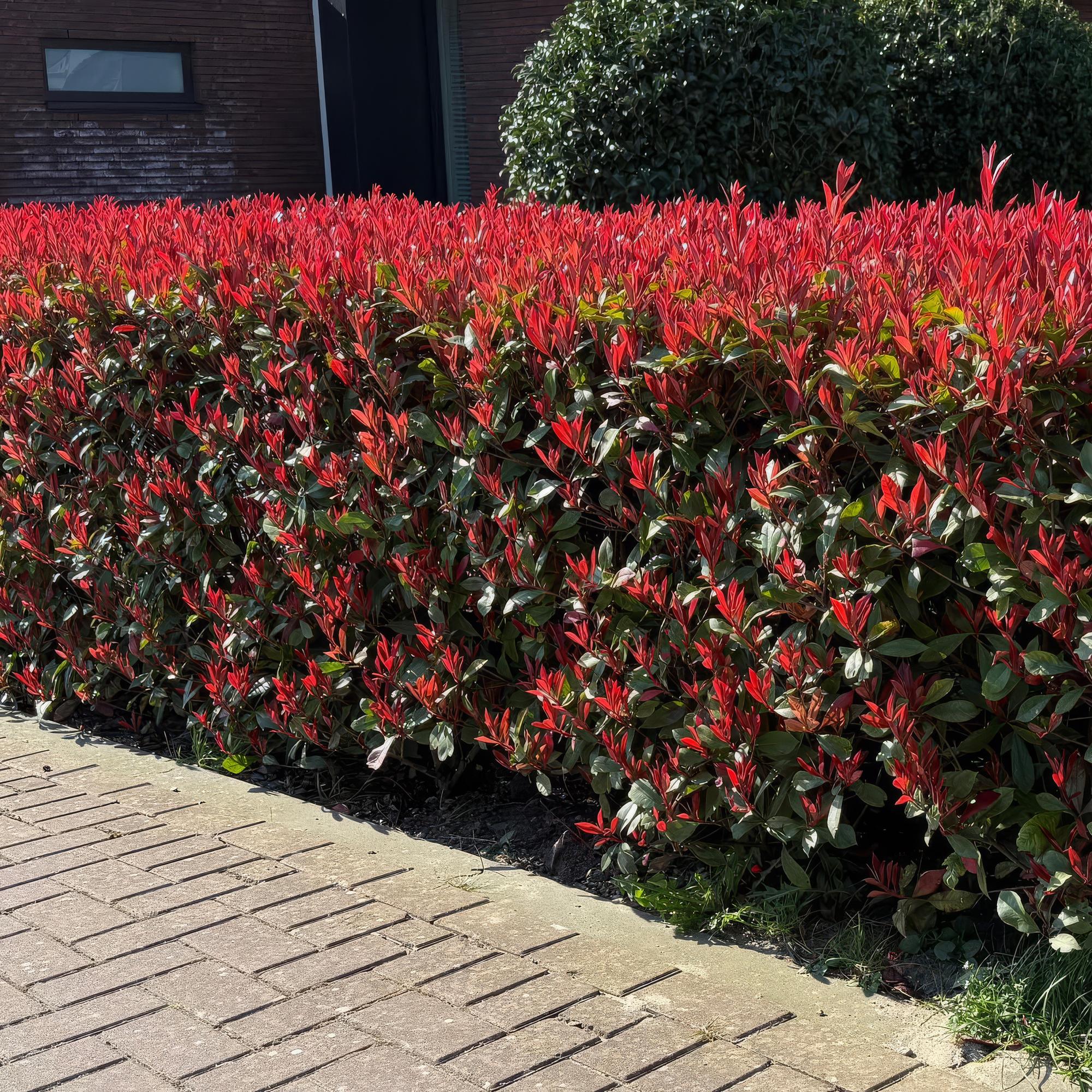 Haagplanten - Photinia fraseri Carre Rouge - groen rood  - 6 planten - 1 strekkende meter - groenblijvend - pot 17cm hoogte 55cm
