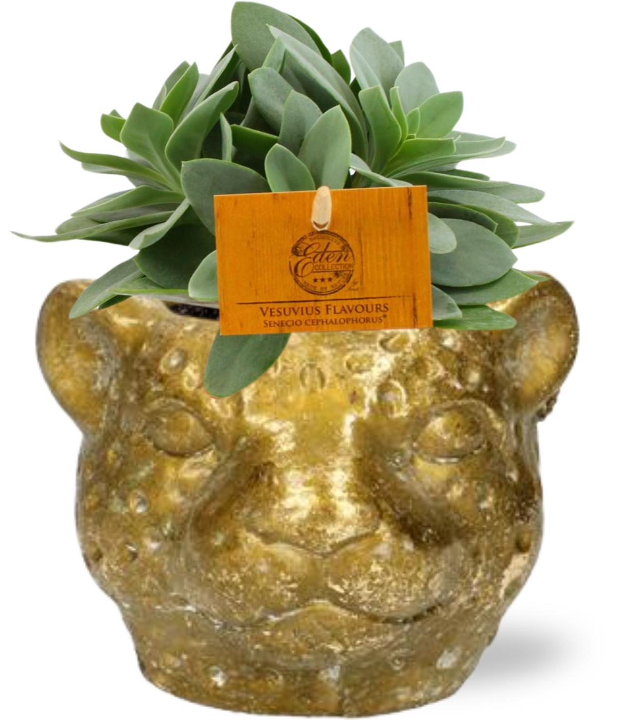 Senecio Cephalophorus - Ø10,5cm - ↕15cm + Planter Luipaard D12x9,5cm - Goud
