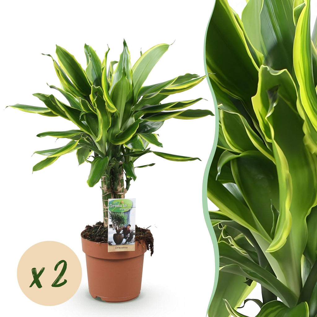 Green is... Kamerplanten - Dracaena fragrans Golden Coast - Drakenbloedboom - Weinig onderhoud - Groen - 2 Planten - Pot 17cm - Hoogte 50-55cm