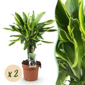 Green is... Kamerplanten - Dracaena fragrans Golden Coast - Drakenbloedboom - Weinig onderhoud - Groen - 2 Planten - Pot 17cm - Hoogte 50-55cm