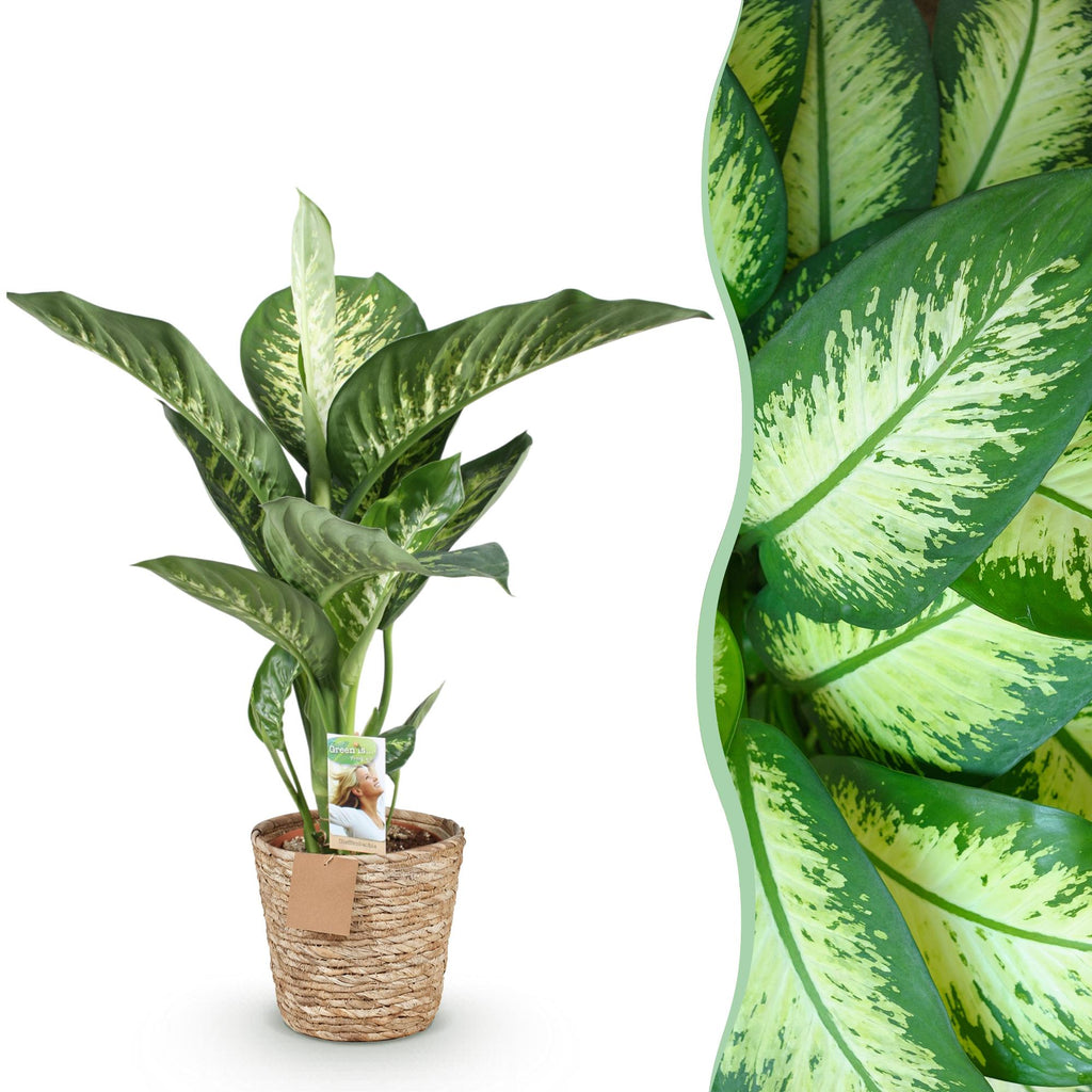 Green is... Kamerplanten - Diefenbachia Tropic Snow - Dieffenbachia - Weinig onderhoud - met mand - Groen - 1 Plant - Pot 21cm - Hoogte 90-100cm