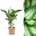 Green is... Kamerplanten - Diefenbachia Tropic Snow - Dieffenbachia - Weinig onderhoud - met mand - Groen - 1 Plant - Pot 21cm - Hoogte 90-100cm