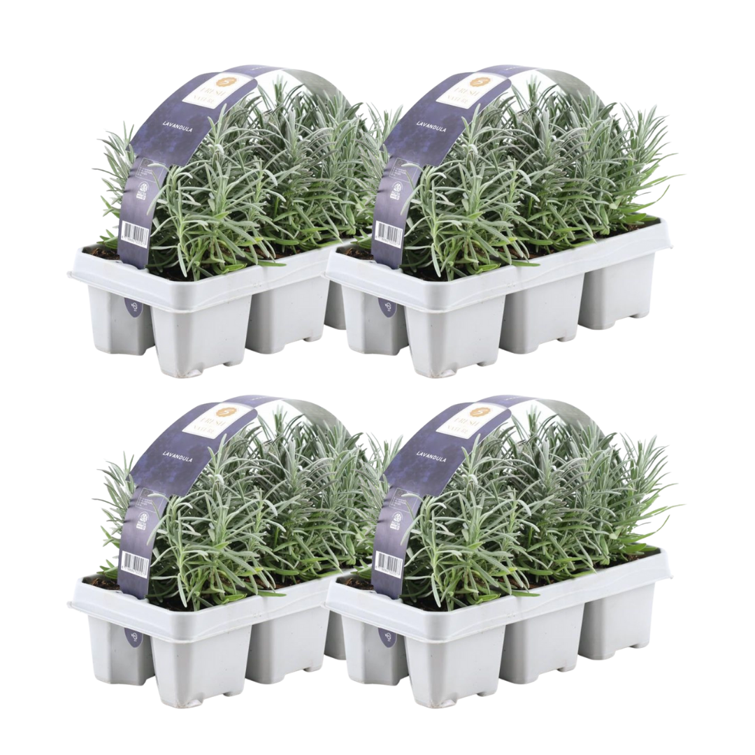 4x 6 pack Lavendel angustifolia - Ø7 cm - ↕15 cm