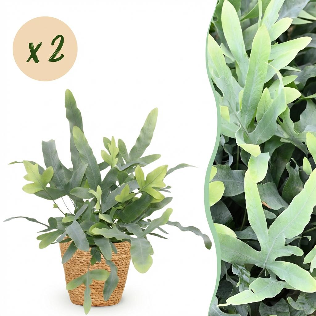 Kamerplant - Phlebodium aureum Blue Star - Blauwe Varen - Huisdiervriendelijke Plant - Blauw - 2 Planten - met Mand - Pot 12cm - Hoogte 25cm