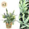 Kamerplant - Phlebodium aureum Blue Star - Blauwe Varen - Huisdiervriendelijke Plant - Blauw - 2 Planten - met Mand - Pot 12cm - Hoogte 25cm