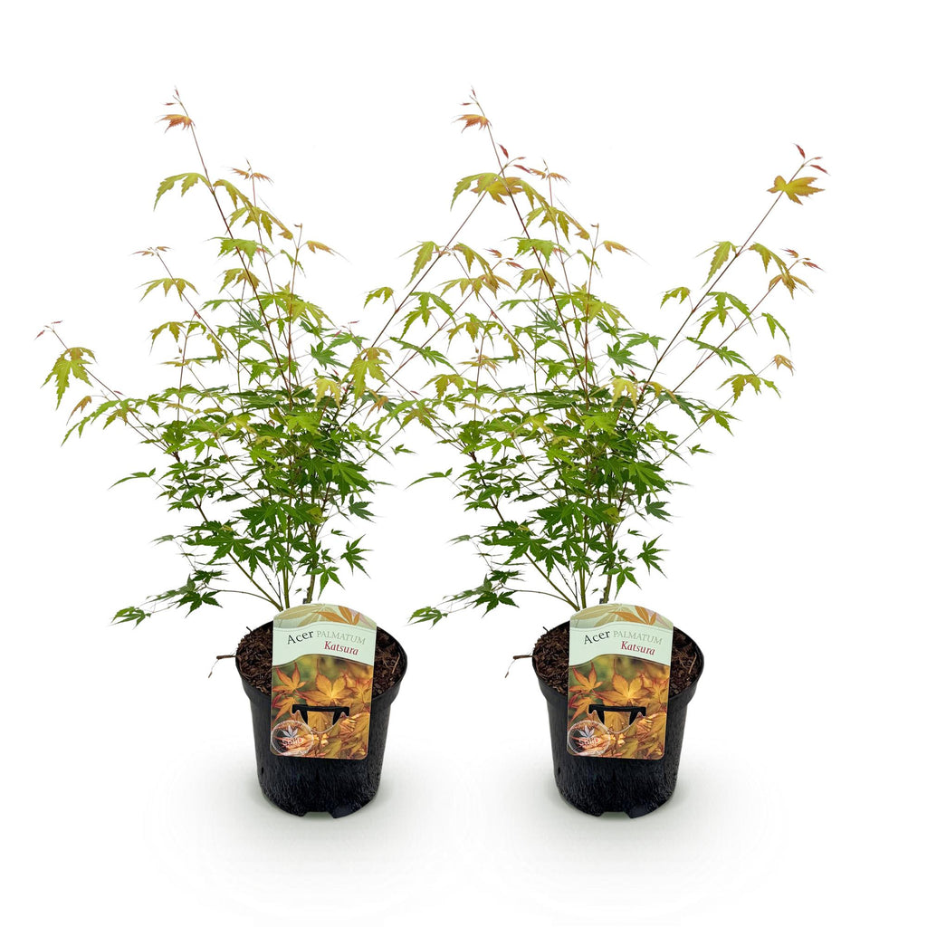 Terrasplant - Japanse Esdoorn - Acer palmatum Katsura - Oranje - 2 Planten - Bladverliezend - Pot 19cm Hoogte 70cm