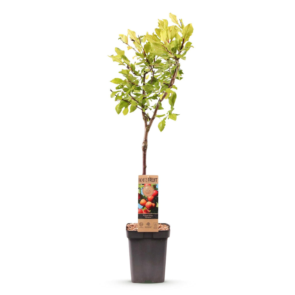 Fruitboom - Prunus domestica Victoria - Appelboom - Winterhard - Roze-Oranje Appel - 1 Plant - Pot 21cm - Hoogte 90cm