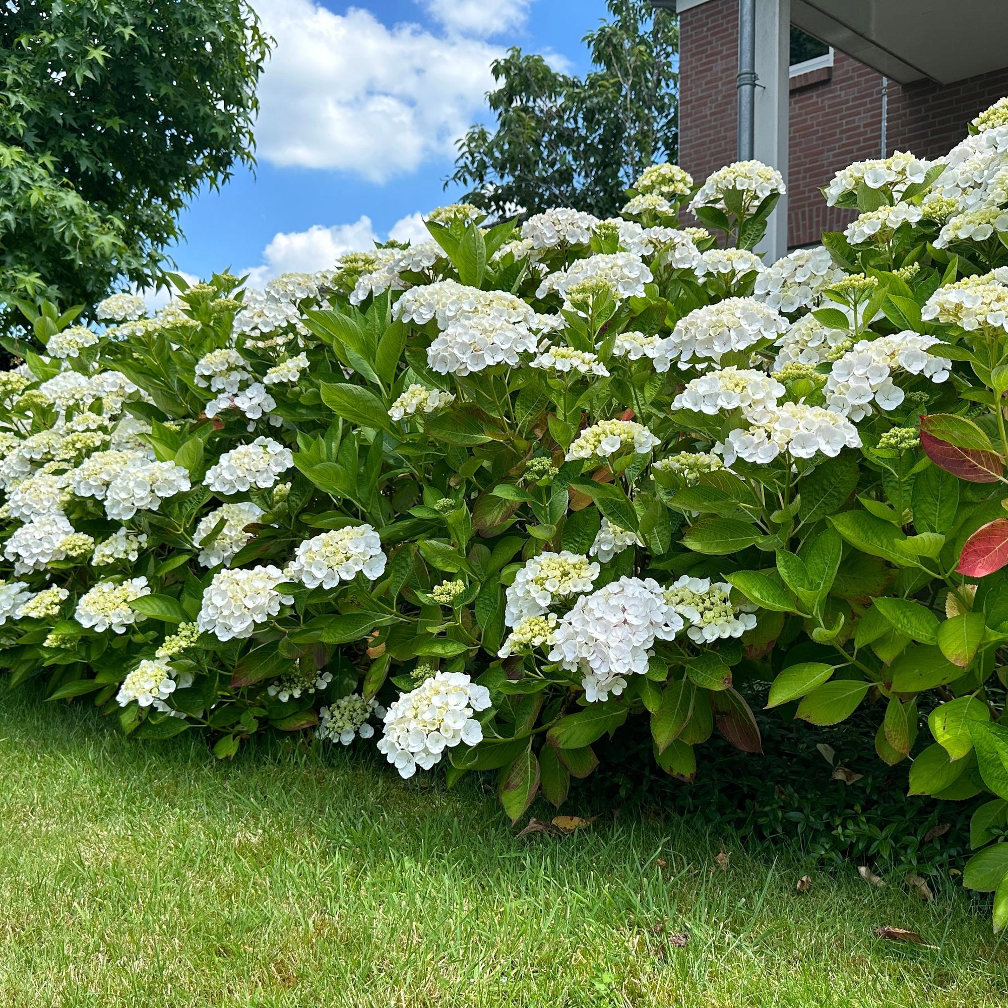 Tuinplant - Hydrangea macrophylla Wit - Hortensia - Winterhard - Wit - 1 Plant - Pot 12cm - Hoogte Hoogte 20-30cm