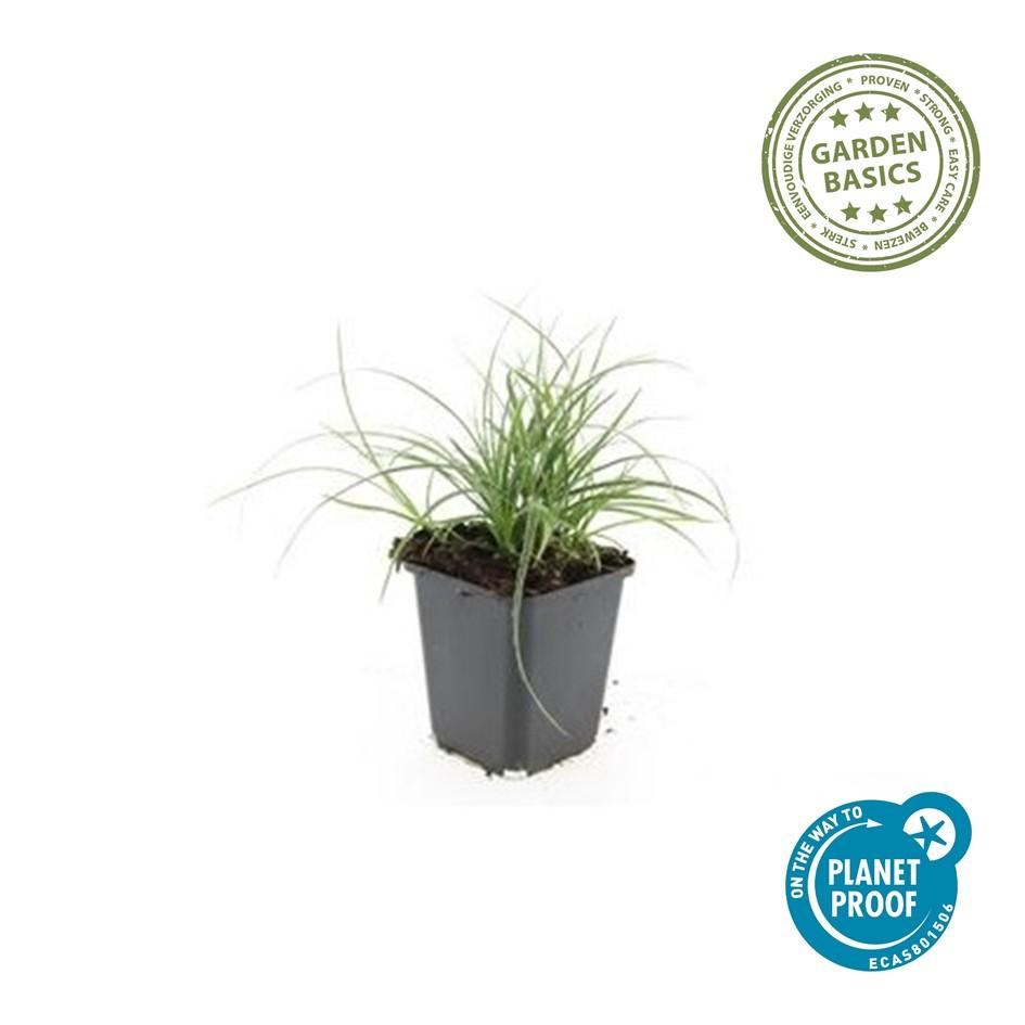 12x Luzula nivea - ↕10-25cm - Ø9cm