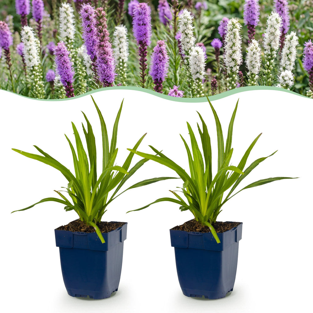Vasteplant - Liatris Duo - Lampenpoetserplant - Bijen- en vlinderlokkers - Roze - Wit - 12 Planten - Pot 11cm - Hoogte 15-25cm
