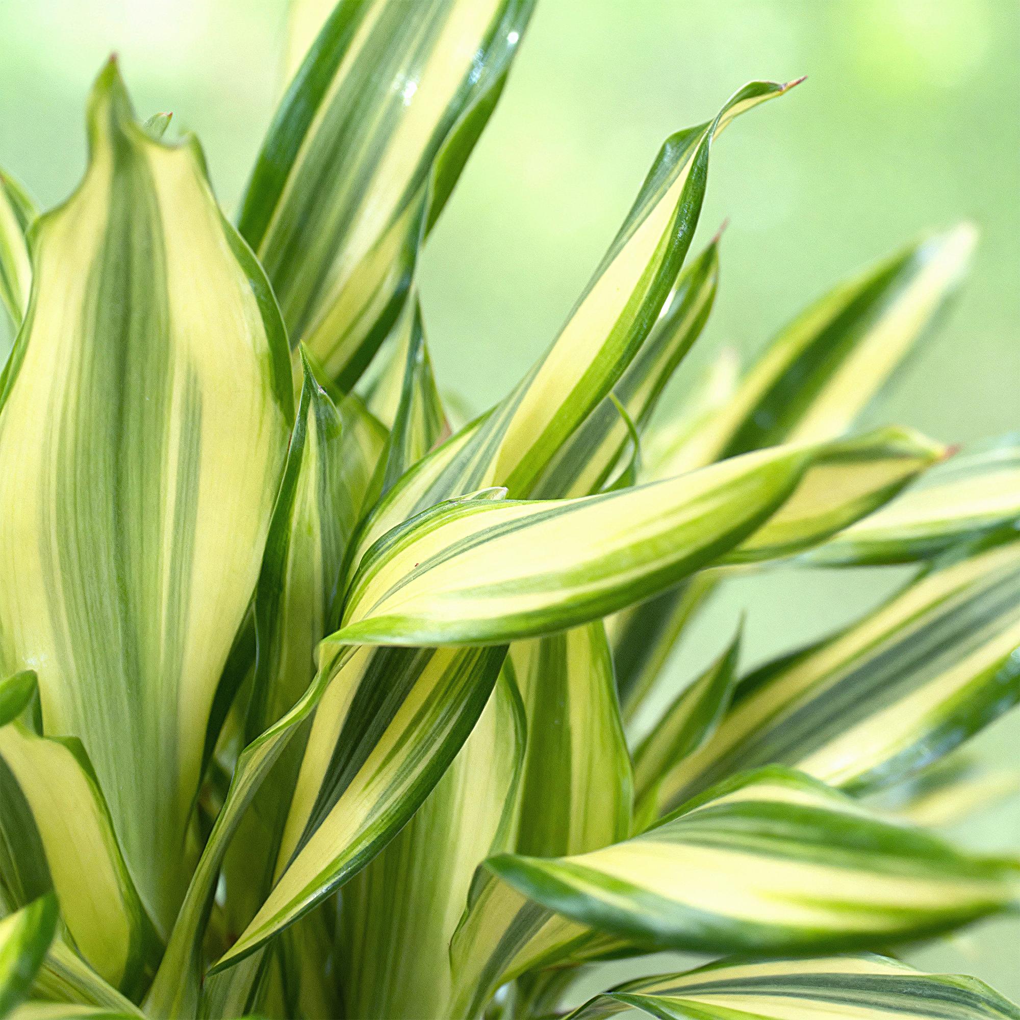 Green is... Kamerplanten - Dracaena fragrans Diamond Dream - Drakenbloedboom - Weinig onderhoud - Groen - 1 Plant - Pot 17cm - Hoogte 50-55cm