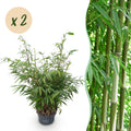 Grassen - Fargesia robusta Pingwu - Niet Woekerende Bamboe - Bladhoudend - Groen - 2 Planten - Pot 23 cm - Hoogte 80 cm
