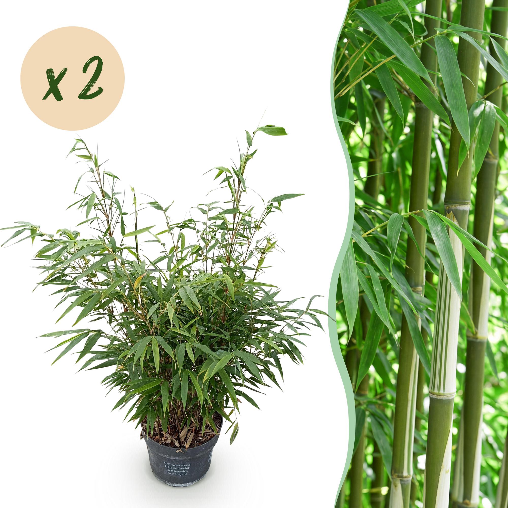 Grassen - Fargesia robusta Pingwu - Niet Woekerende Bamboe - Bladhoudend - Groen - 2 Planten - Pot 23 cm - Hoogte 80 cm