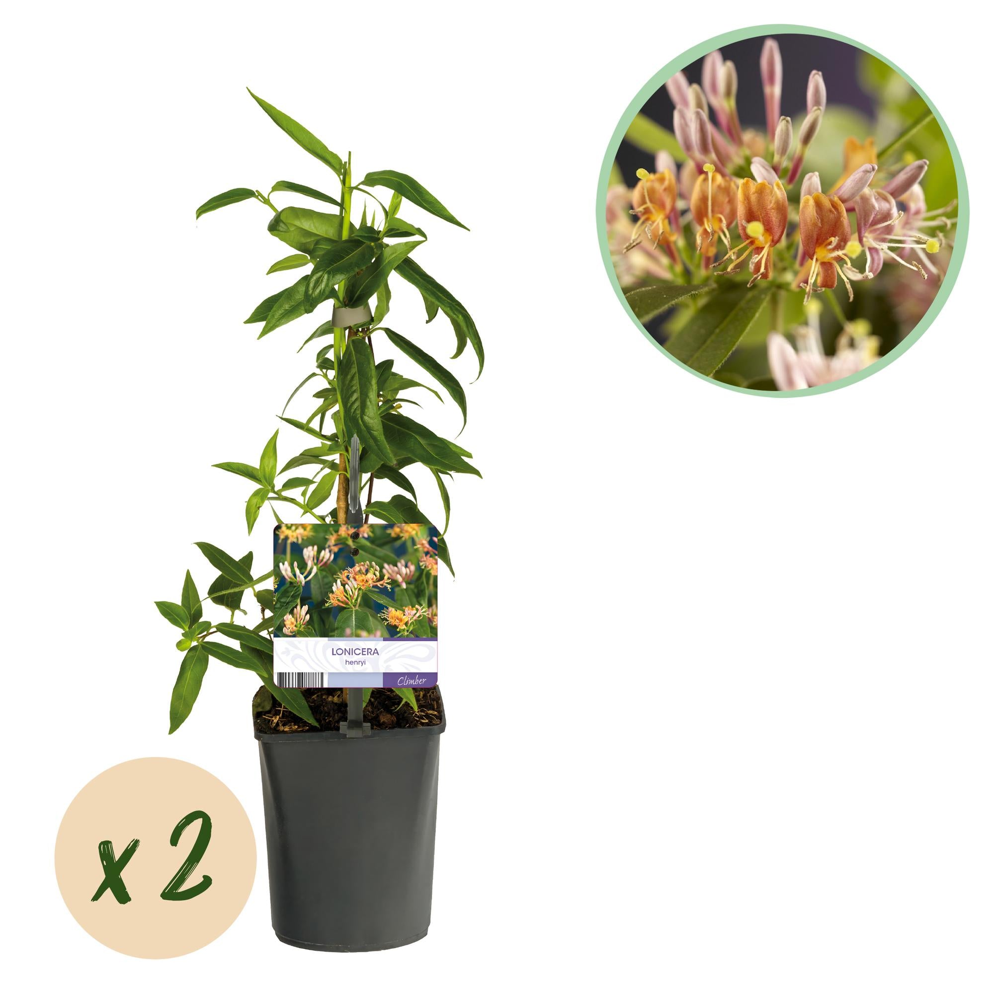 Kamperfoelie - Lonicera henryi - Bloem Roze - Weinig onderhoud - 2 planten - Pot 11cm Hoogte 40cm