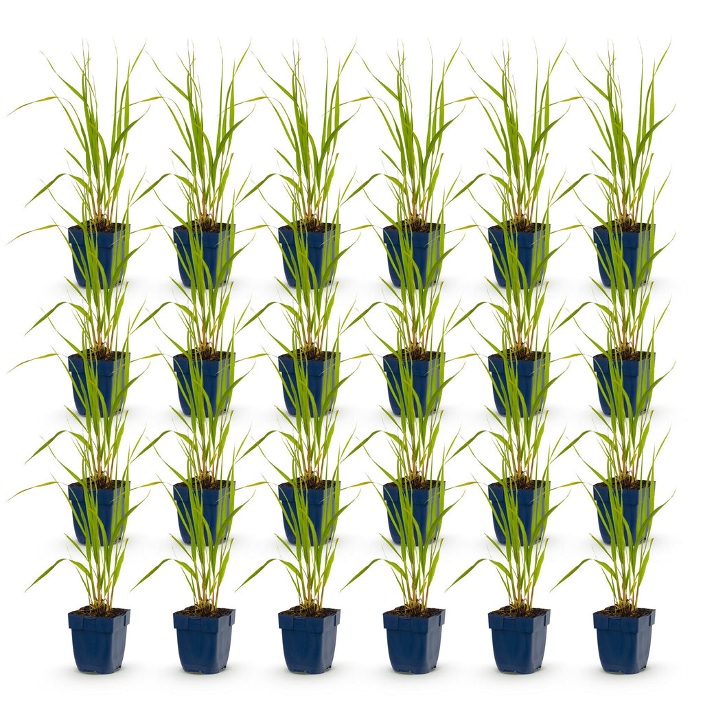 Grassen - Molinia caer. Heidebraut - Pijpestrootje - Met Pluim - Groen - 24 Planten - Pot 11cm - Hoogte 15-25cm