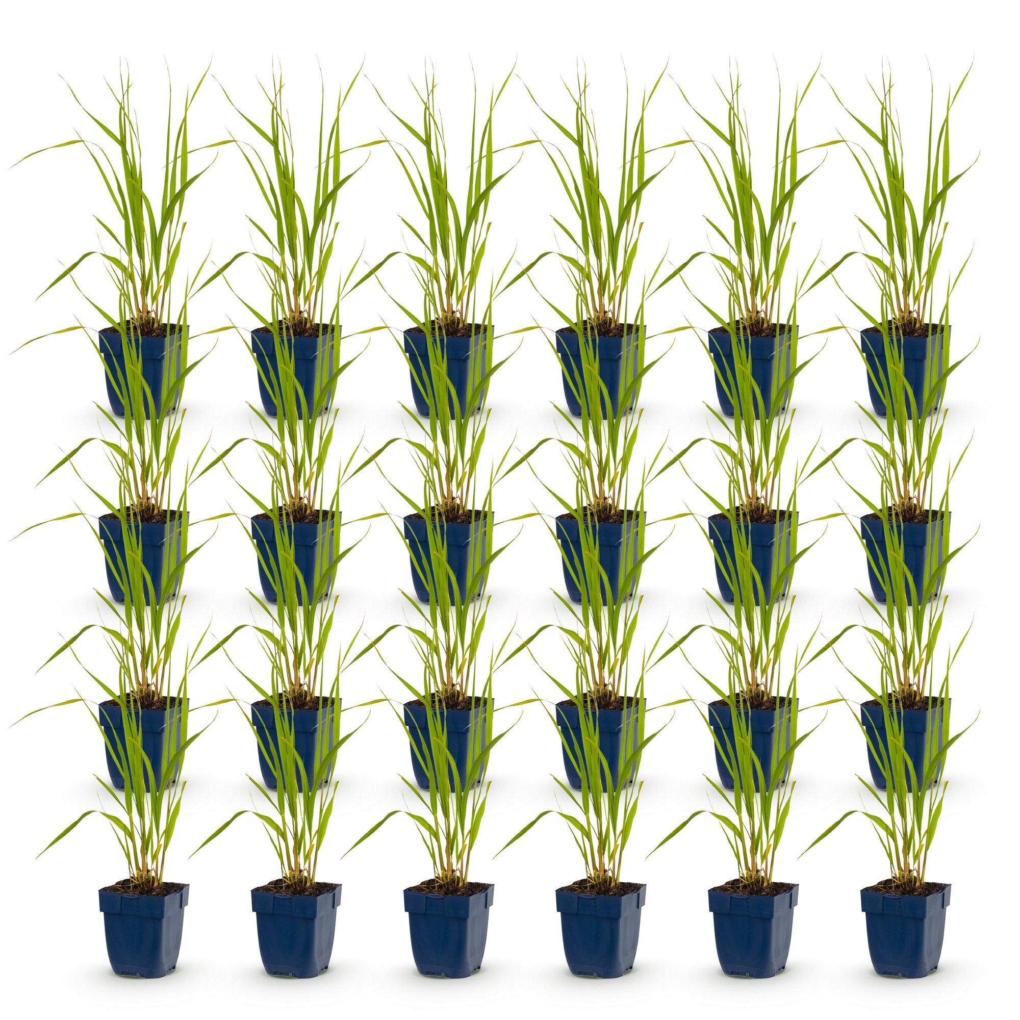 Grassen - Molinia caer. Heidebraut - Pijpestrootje - Met Pluim - Groen - 24 Planten - Pot 11cm - Hoogte 15-25cm