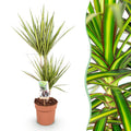 Green is... Kamerplanten - Dracaena Sunray - Drakenbloedboom - Weinig onderhoud - Groen - 1 Plant - Pot 17cm - Hoogte 70-75cm