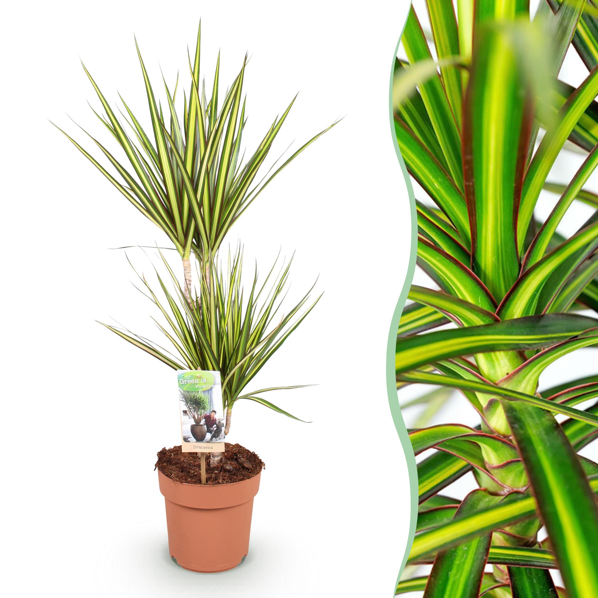 Green is... Kamerplanten - Dracaena Sunray - Drakenbloedboom - Weinig onderhoud - Groen - 1 Plant - Pot 17cm - Hoogte 70-75cm