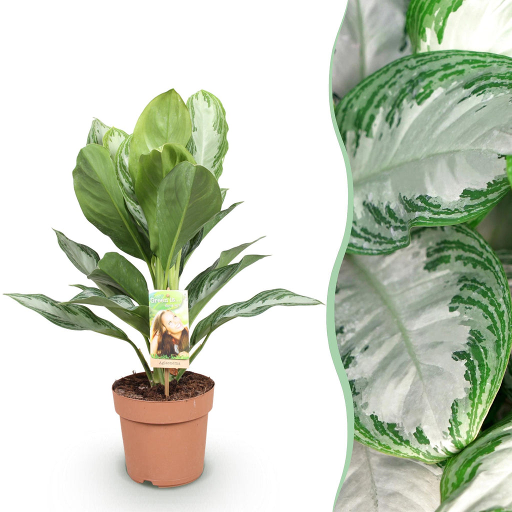 Green is... Kamerplanten - Aglaonema Silver Bay - Zilverblad - Weinig onderhoud - Groen - 1 Plant - Pot 17cm - Hoogte 70-75cm