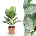 Green is... Kamerplanten - Aglaonema Silver Bay - Zilverblad - Weinig onderhoud - Groen - 1 Plant - Pot 17cm - Hoogte 70-75cm