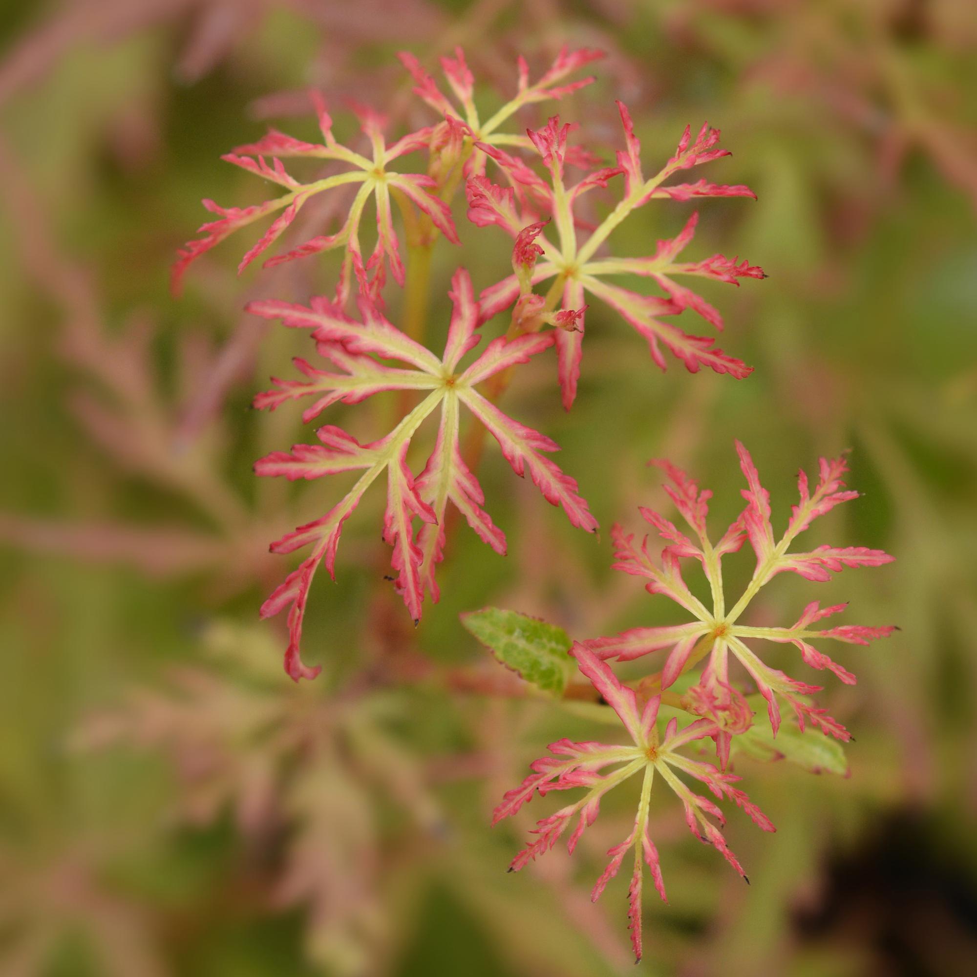 Tuinplant - Acer palmatum Seiryu - Groen 1 Plant - Bladverliezend - Weinig Onderhoud  - Pot 12cm Hoogte 35cm