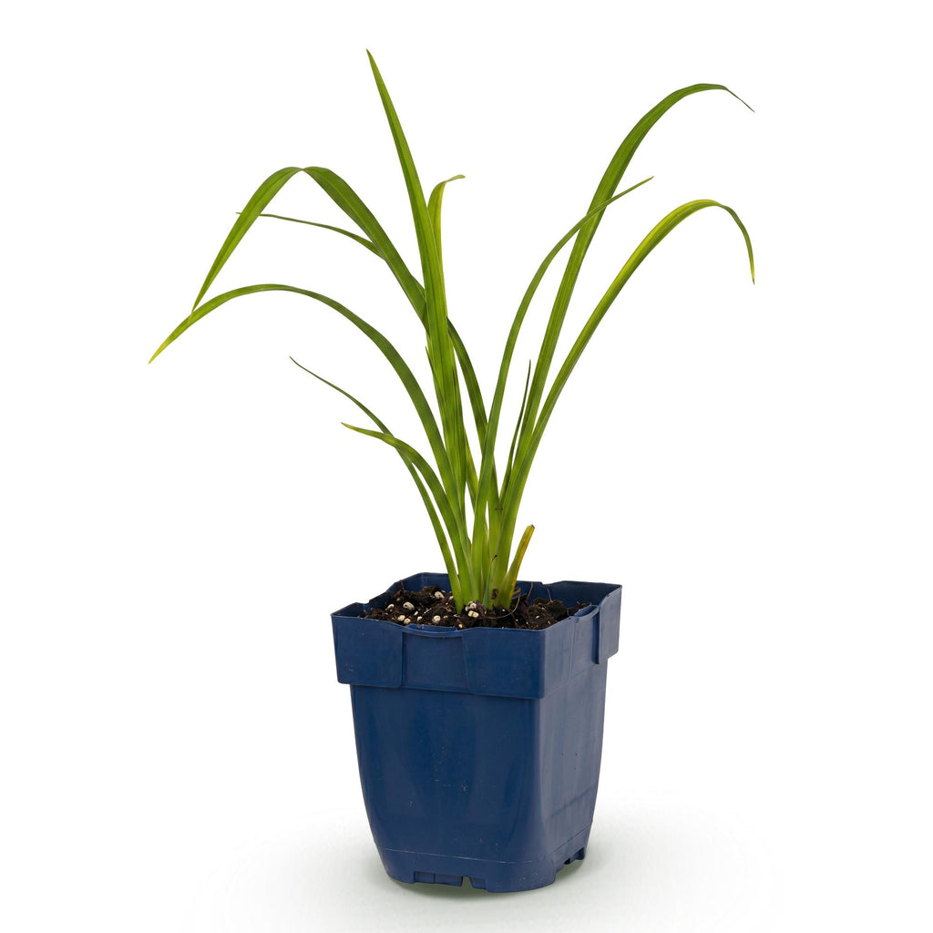 Vasteplant - Hemerocallis Mauna Loa - Daglelie - Bijen en Vlinderlokkers - Oranje - 1 Plant - Pot 11cm - Hoogte 15-25cm