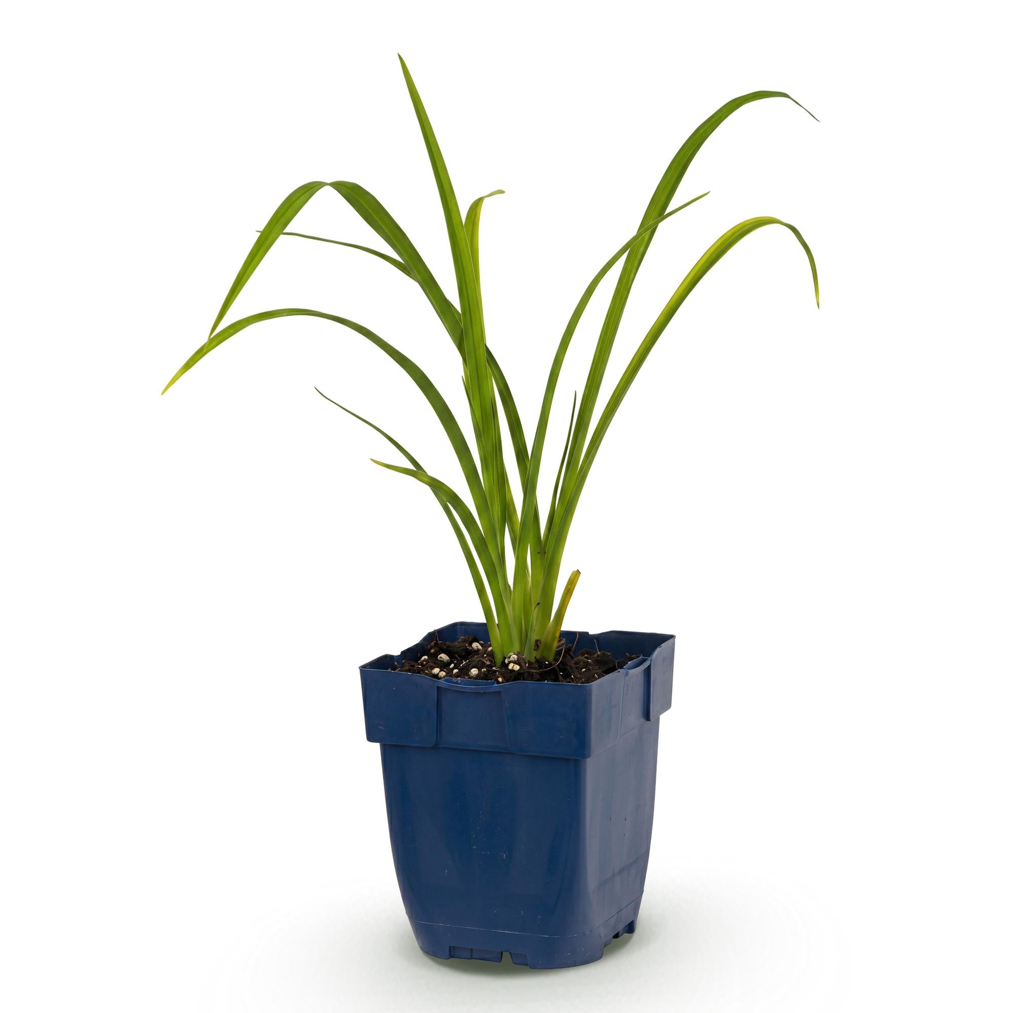 Vasteplant - Hemerocallis Mauna Loa - Daglelie - Bijen en Vlinderlokkers - Oranje - 1 Plant - Pot 11cm - Hoogte 15-25cm