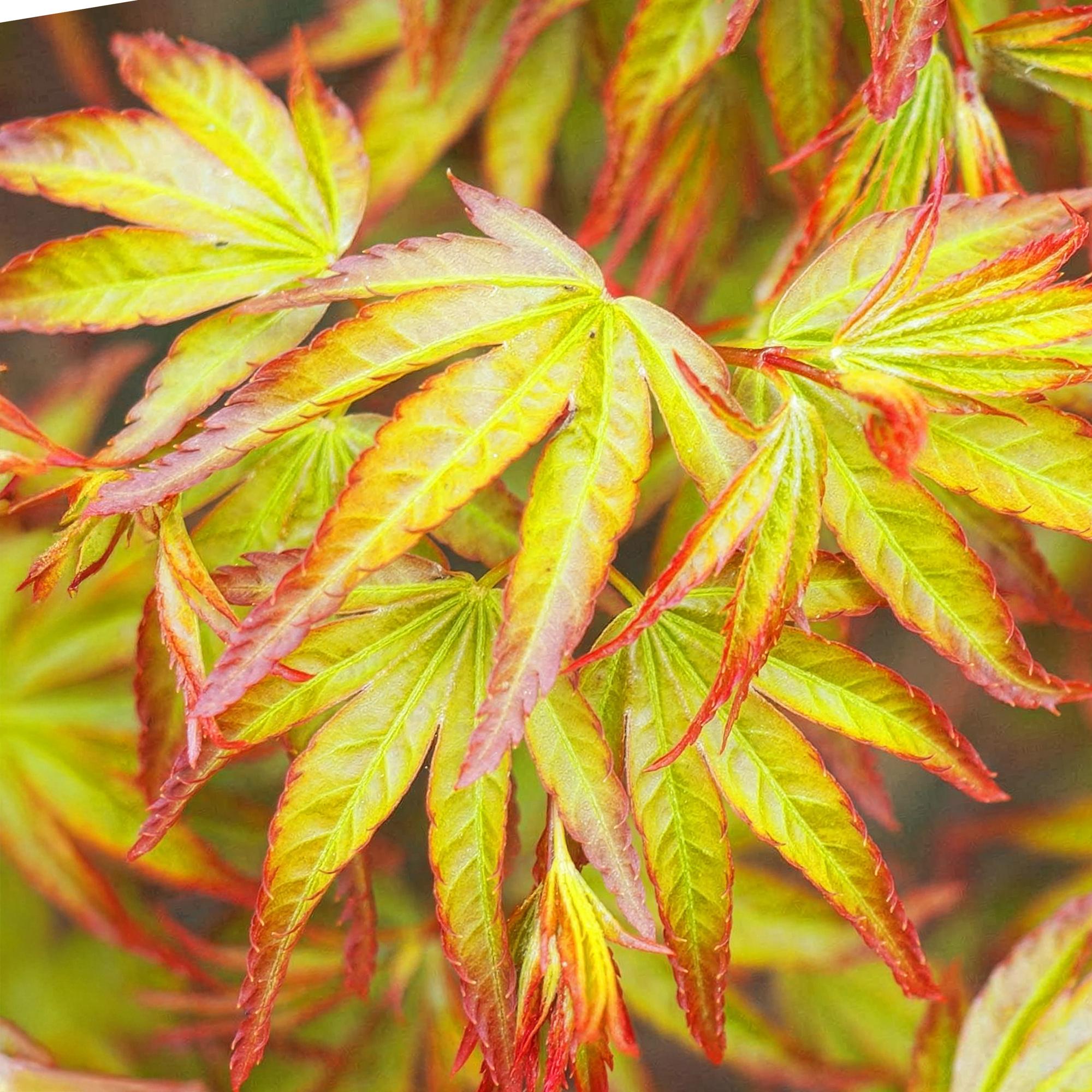 Tuinplant - Acer palmatum Little Princess - Groen - 3 Planten - Bladverliezend - Weinig Onderhoud - Pot 12cm Hoogte 35cm