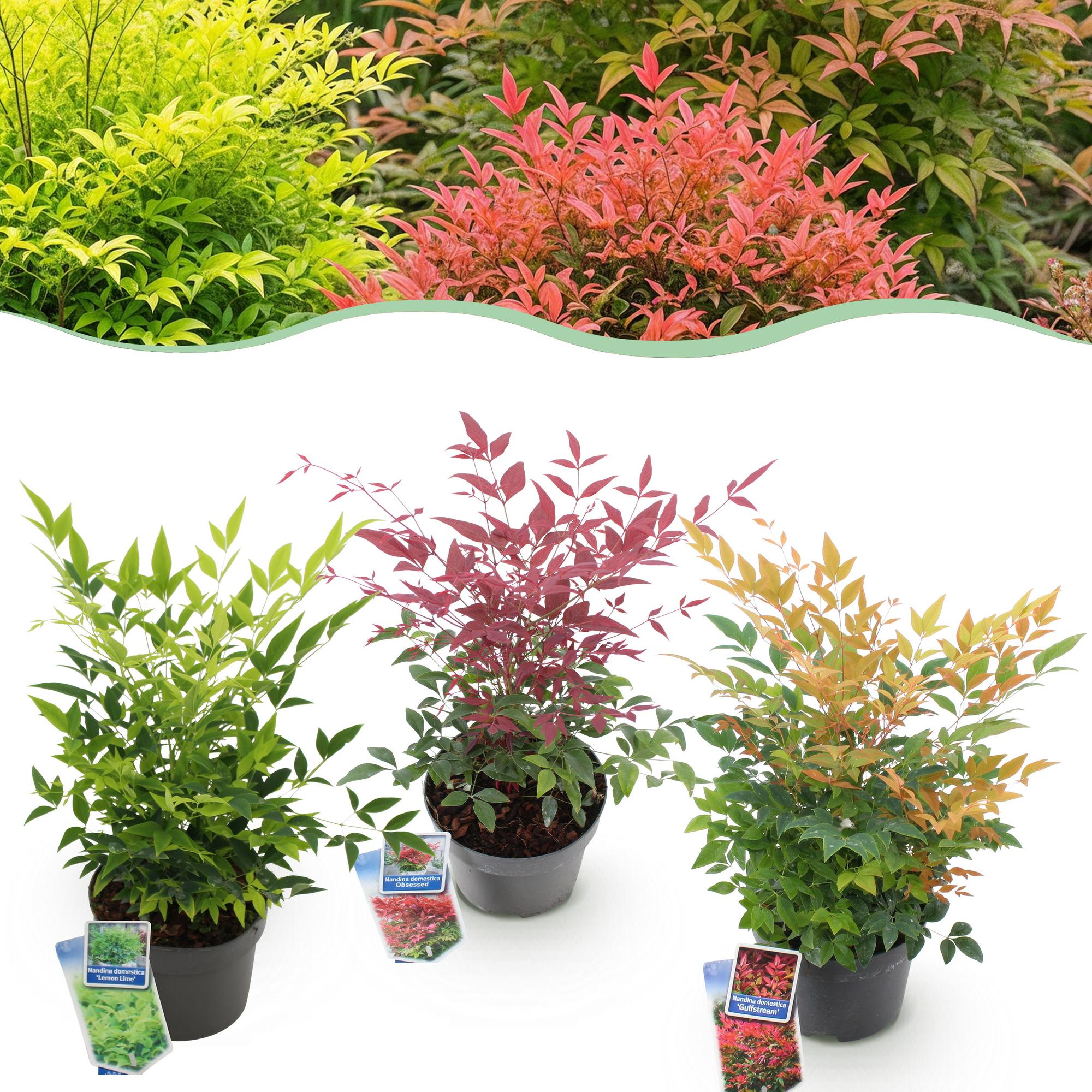 Tuinplant - Nandina Tricolour - Geel & Rood & Oranje - 3 Planten - Groenblijvend - Weinig Onderhoud - Pot 17cm Hoogte 45cm