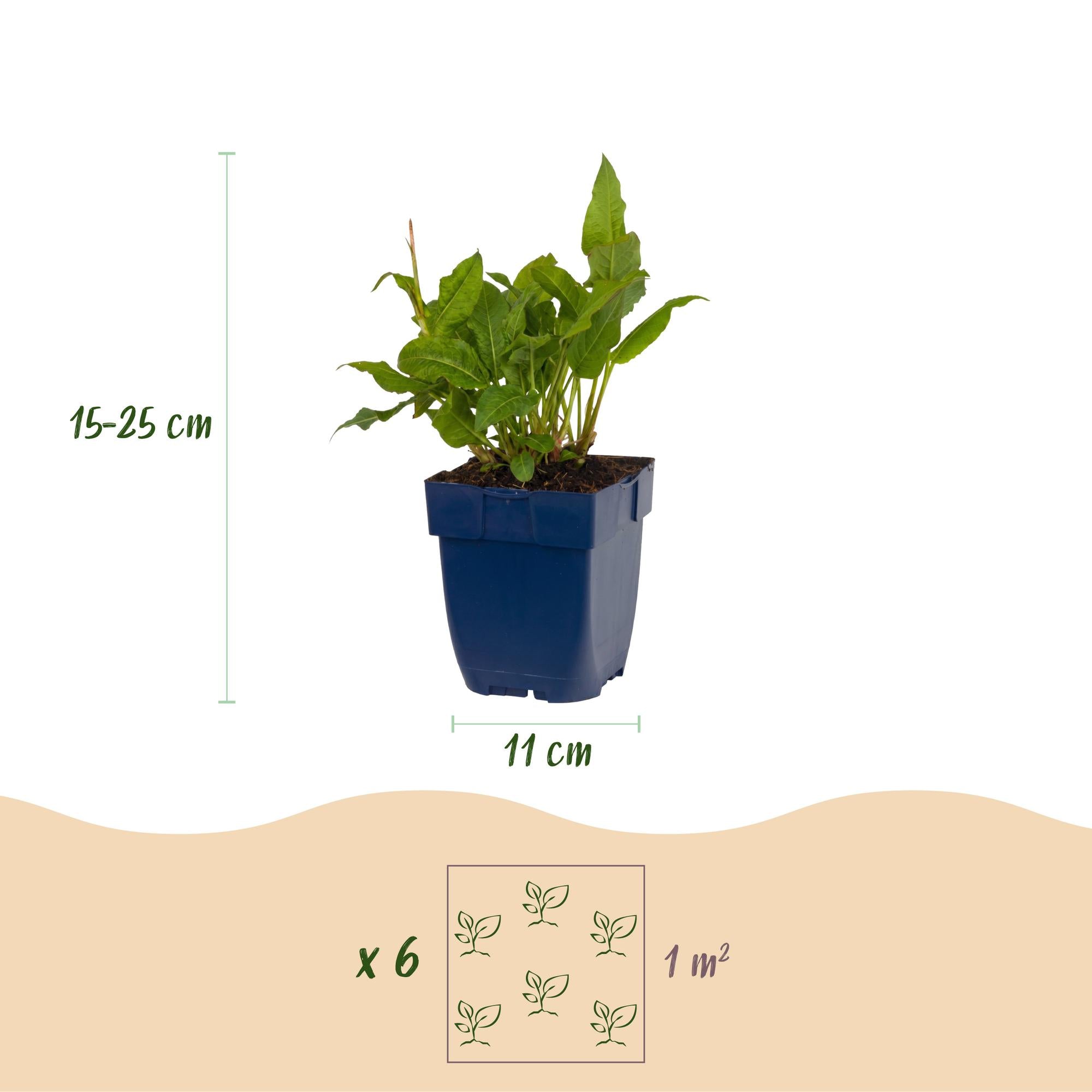 Vasteplant - Persicaria ampl. Rosea - Duizendknoop - Schaduw - Roze - 1 Plant - Pot 11cm - Hoogte 15-25cm
