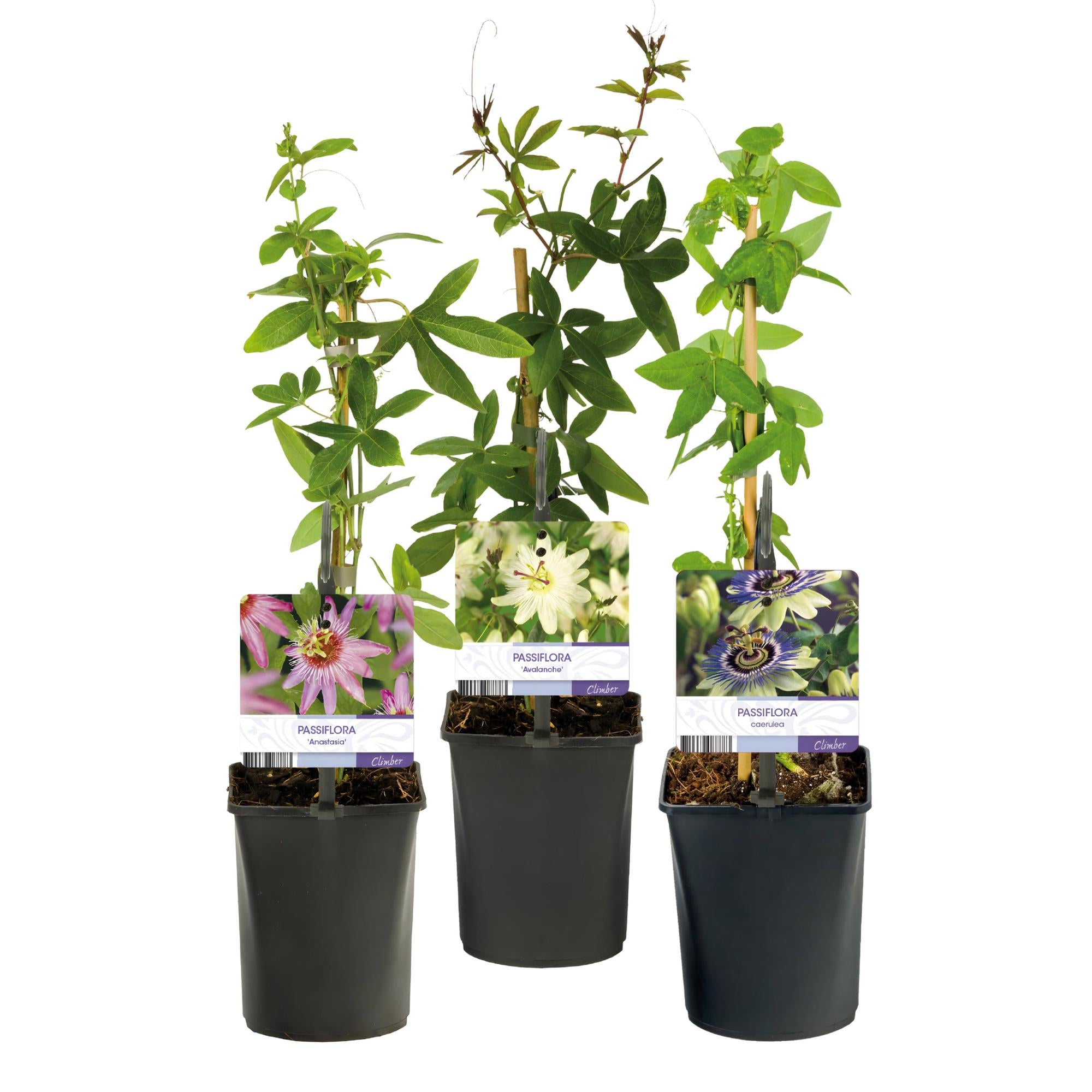 Passiebloem - Passiflora Tricolour  - Bloem Roze Wit Paars - Weinig onderhoud - 3 planten - Pot 11cm Hoogte 40cm