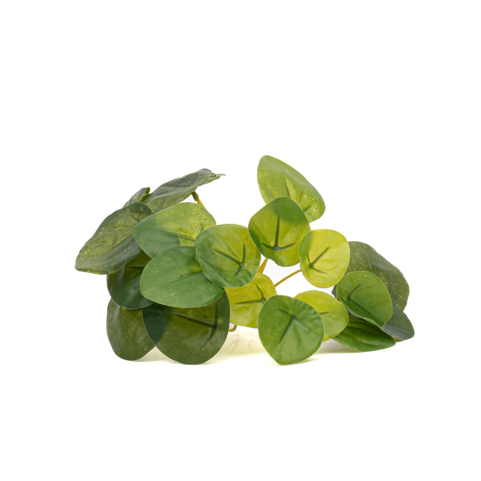 Pilea mini bush 13cm