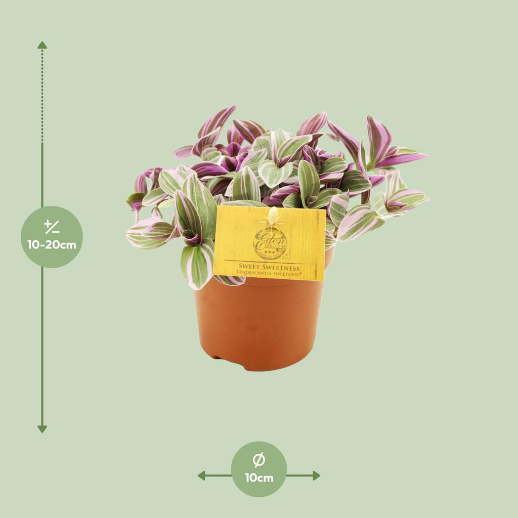 Tradescantia Sweetness 10,5cm - Ø10,5cm - ↕10cm