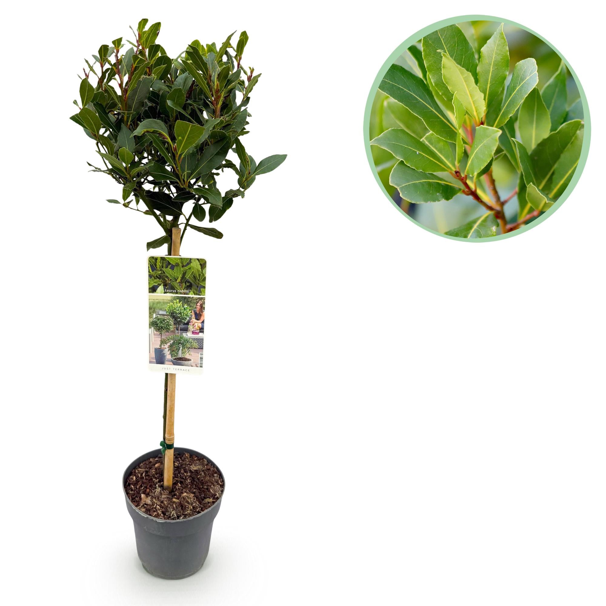 Plant op Stam - Laurus nobilis - Terras Plant - Bladhoudend - Winterhard - Groen Blad - Pot 19cm Hoogte 90cm