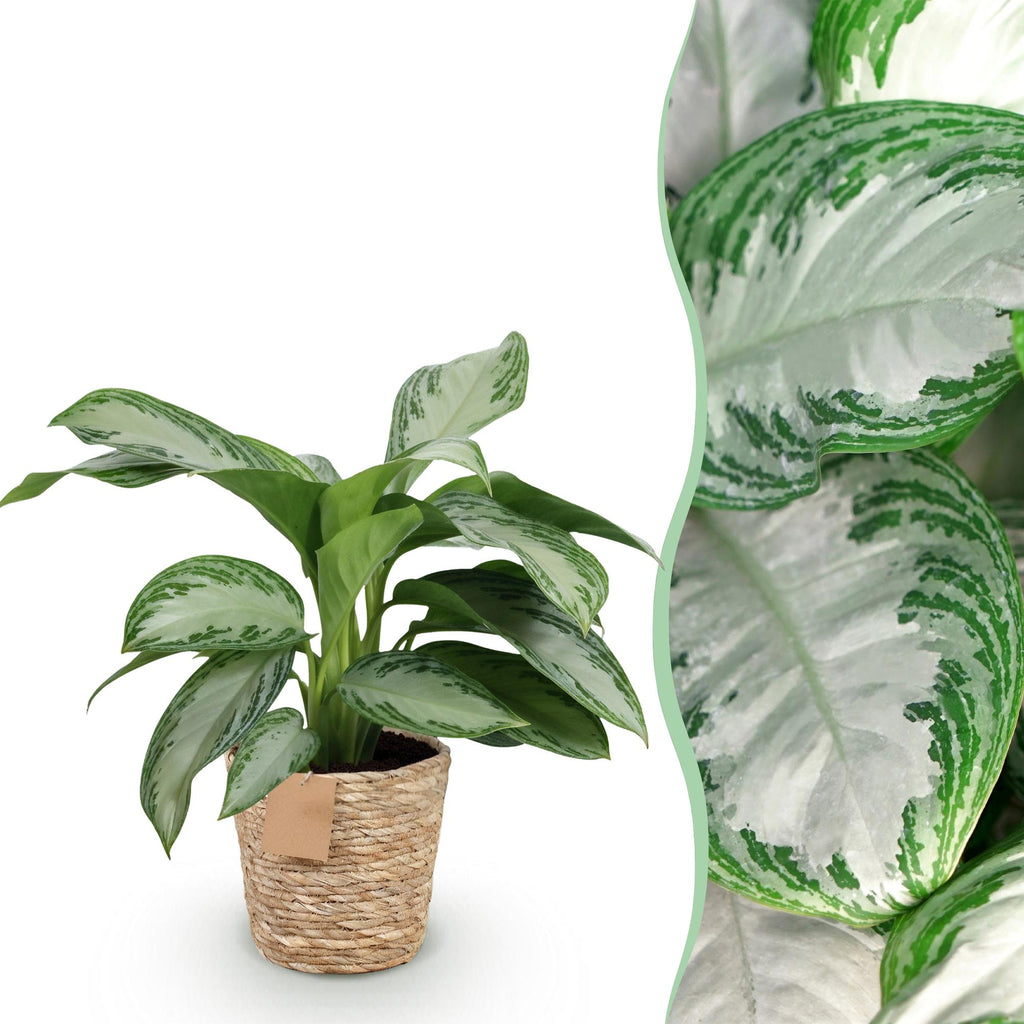 Green is... Kamerplanten - Aglaonema Silver Bay - Zilverblad - Weinig onderhoud - met mand - Groen - 1 Plant - Pot 17cm - Hoogte 70-75cm
