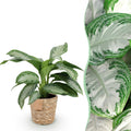 Green is... Kamerplanten - Aglaonema Silver Bay - Zilverblad - Weinig onderhoud - met mand - Groen - 1 Plant - Pot 17cm - Hoogte 70-75cm