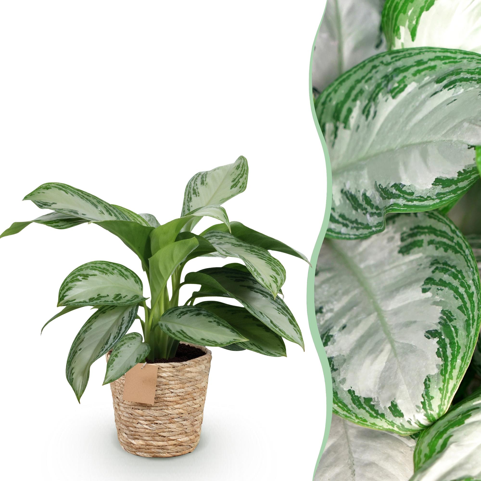 Green is... Kamerplanten - Aglaonema Silver Bay - Zilverblad - Weinig onderhoud - met mand - Groen - 1 Plant - Pot 17cm - Hoogte 70-75cm
