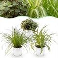 Kamerplant - Cyperus - Calissia - Chlorophytum - Mix van 3 - Huisdiervriendelijke Planten - Groen - 3 Planten - met Potter Wit - Pot 12cm - Hoogte 20cm