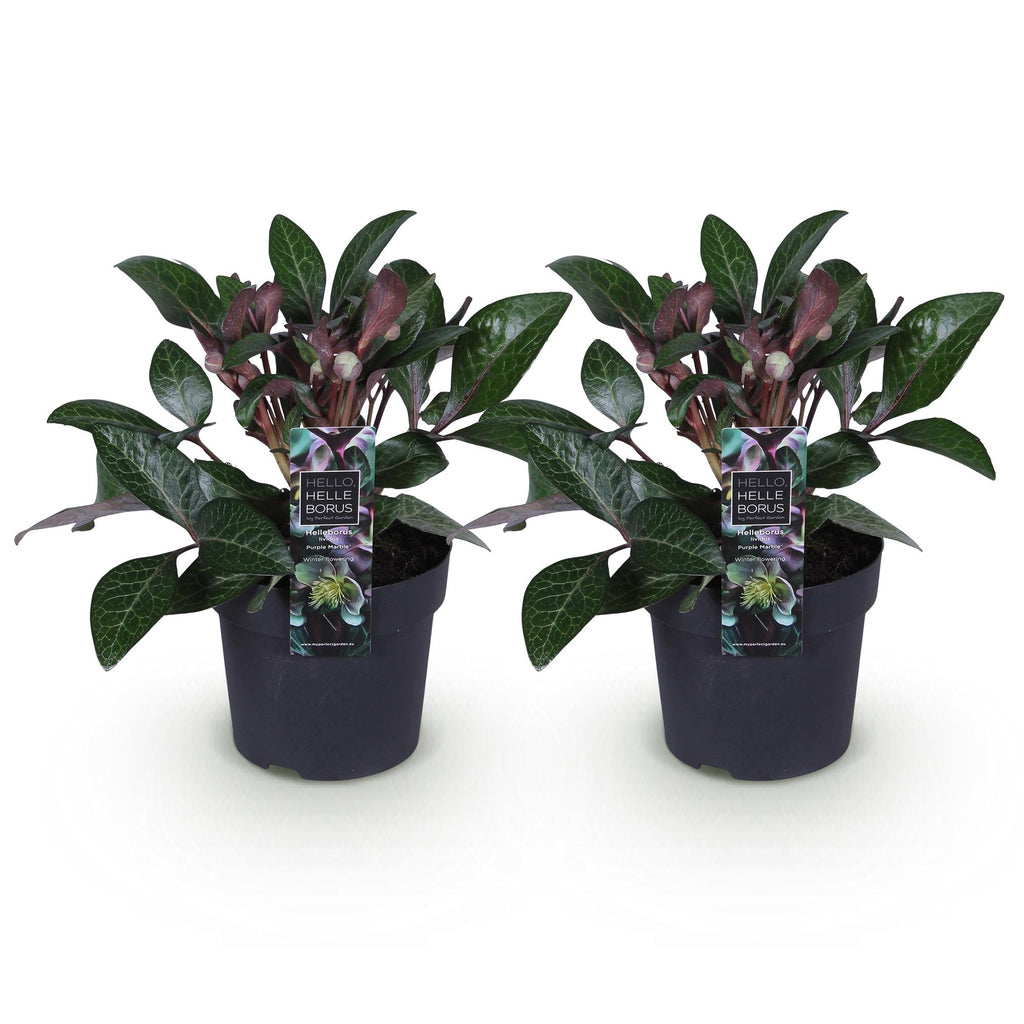 Tuinplant - Lenten Rose - Helleborus lividus Purple Marble - Paarse Bloem -2 Planten - Groenblijvend - Pot 14cm Hoogte 35cm
