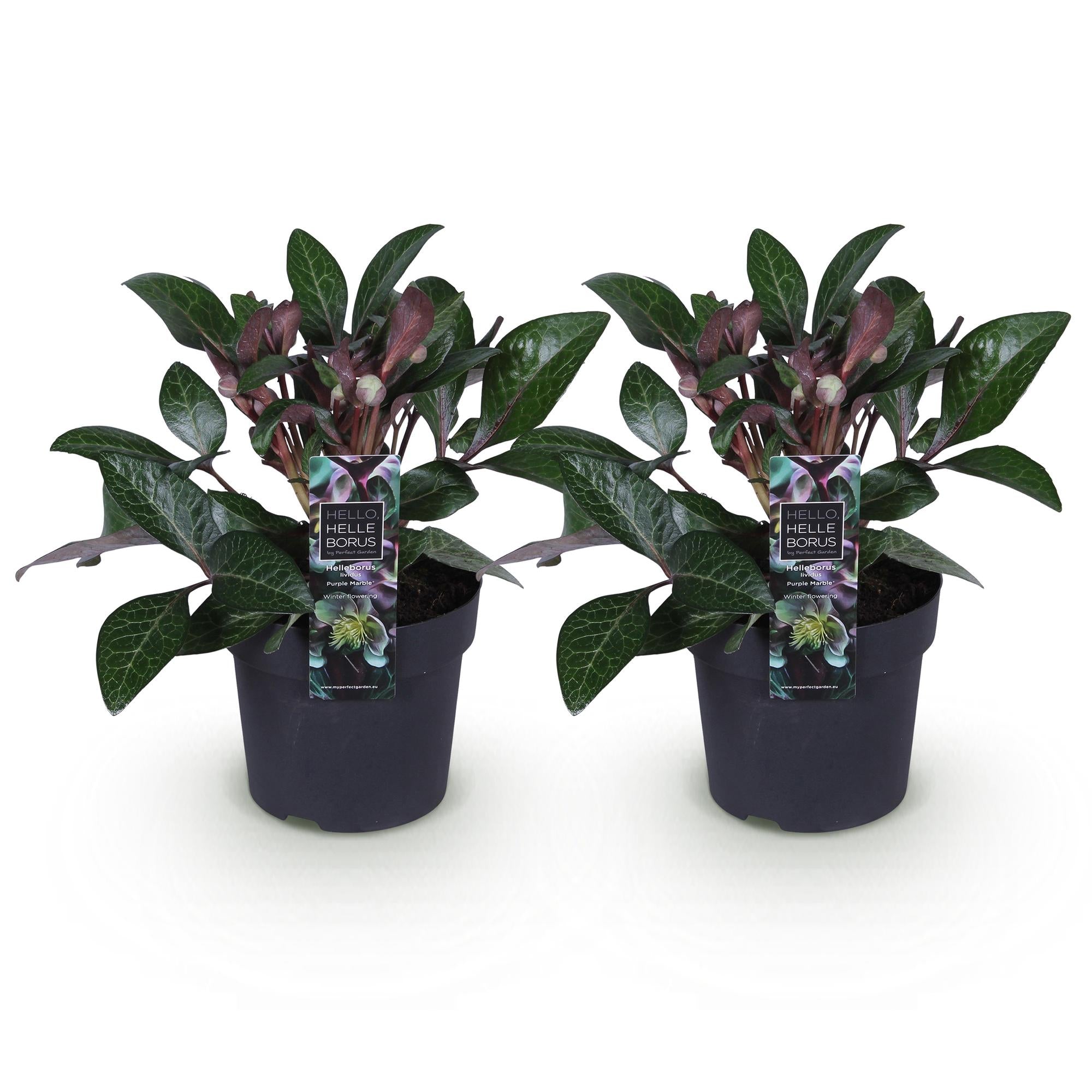 Tuinplant - Lenten Rose - Helleborus lividus Purple Marble - Paarse Bloem -2 Planten - Groenblijvend - Pot 14cm Hoogte 35cm