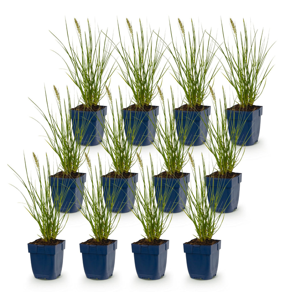 Grassen - Pennisetum alop. Little Bunny - Lampenpoetsergras - Met Pluim - Groen - 12 Planten - Pot 11cm - Hoogte 15-25cm