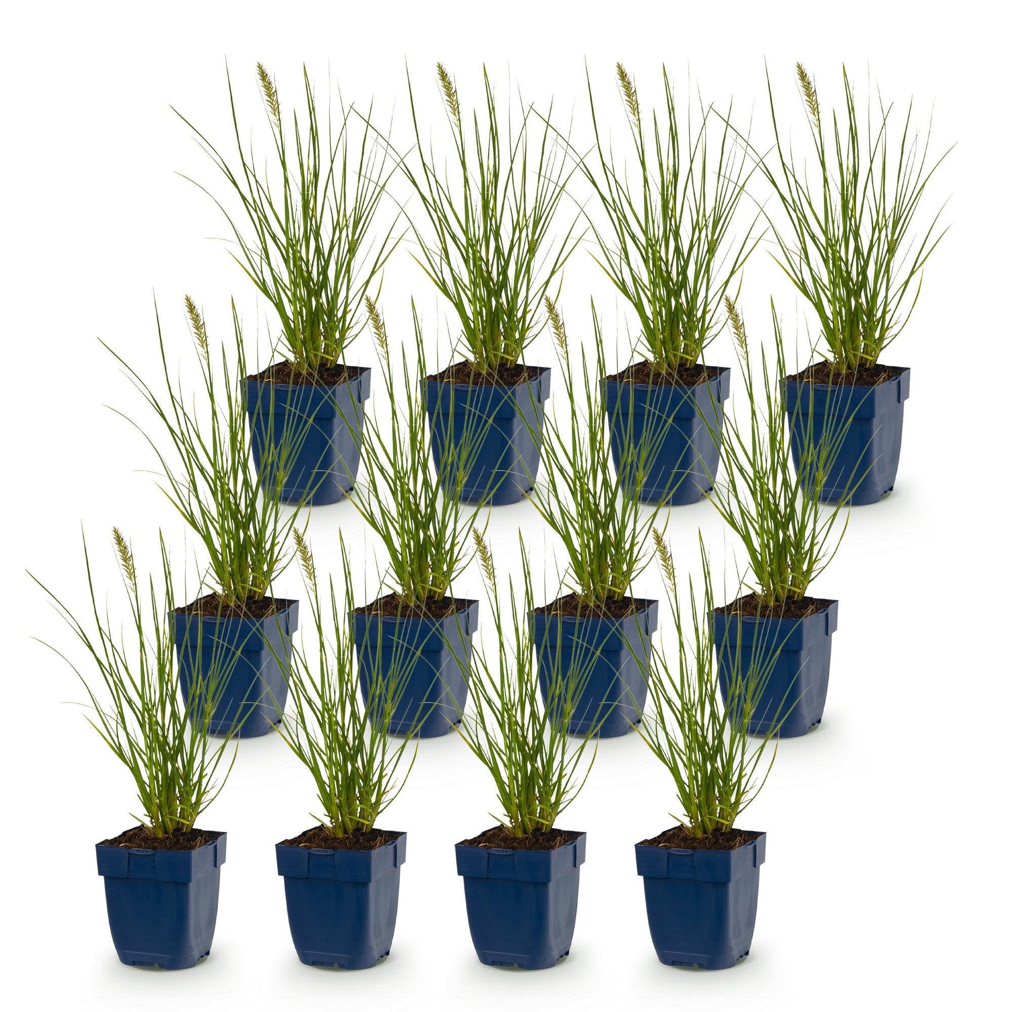 Grassen - Pennisetum alop. Little Bunny - Lampenpoetsergras - Met Pluim - Groen - 12 Planten - Pot 11cm - Hoogte 15-25cm