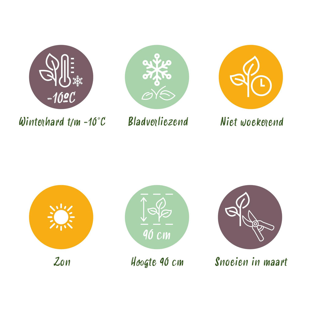 Grassen - Imperata cylindrica Red Baron - Japans bloedgras - Rode uitlopers - Rood - 6 Planten - Pot 11cm - Hoogte 15-25cm