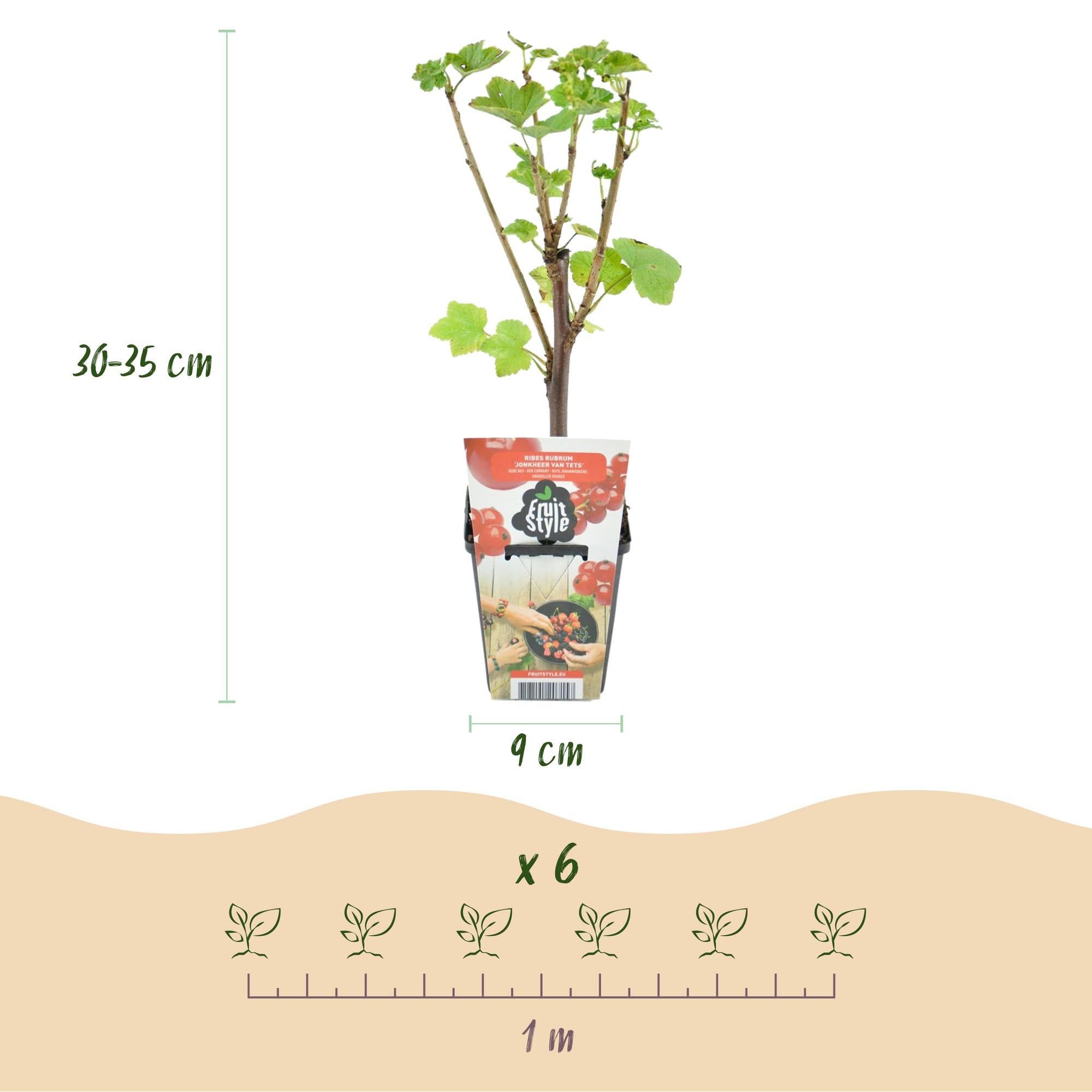 Fruitplanten - Rode Bes - Ribes rubrum Jonkheer van Tets  - Winterhard - 3 Planten - Pot 9 cm - Rode Bes