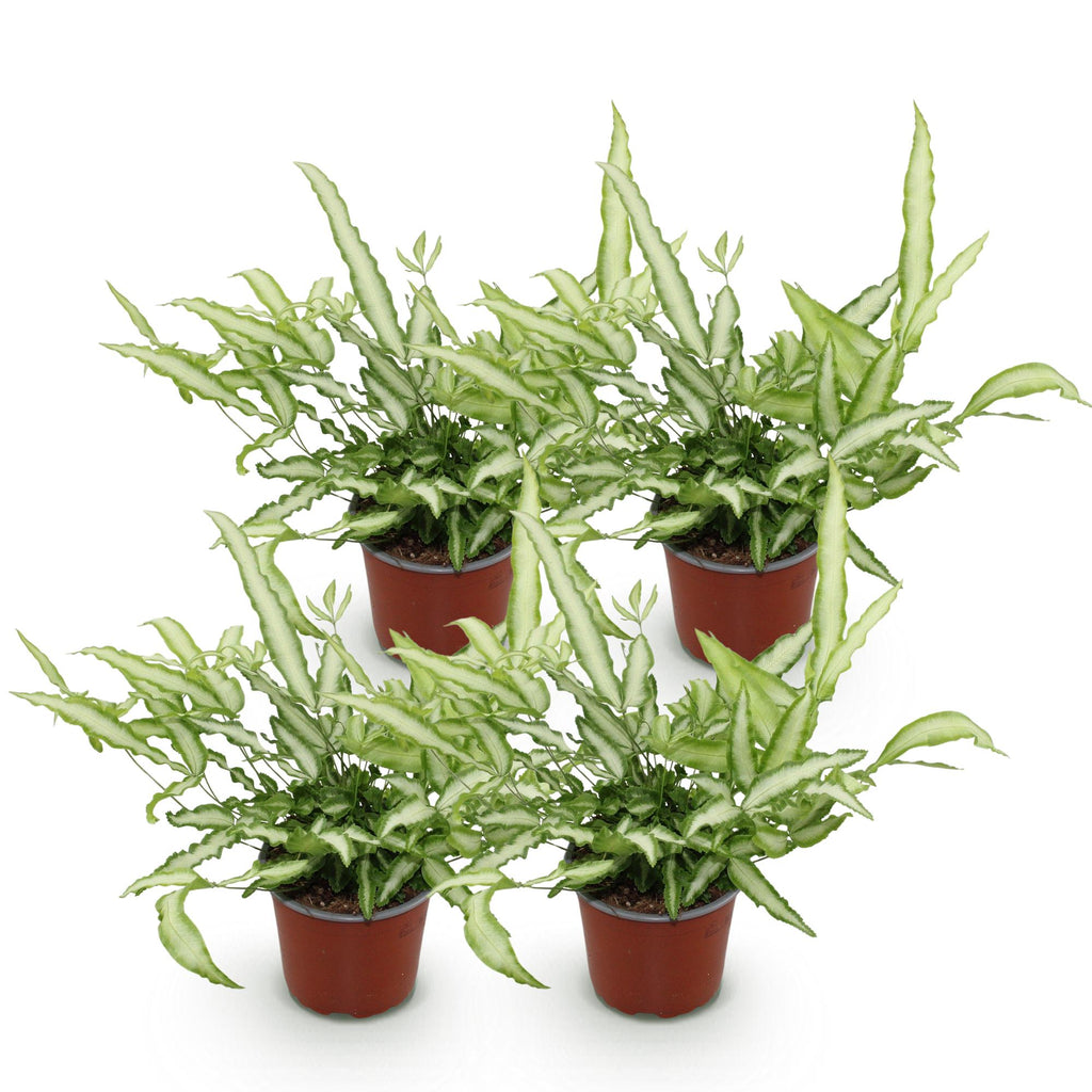 Kamerplant - Pteris cretica Albolineata - Lintvaren - Huisdiervriendelijk - Bont - 4 Planten - Pot 12cm - Hoogte 28-30cm