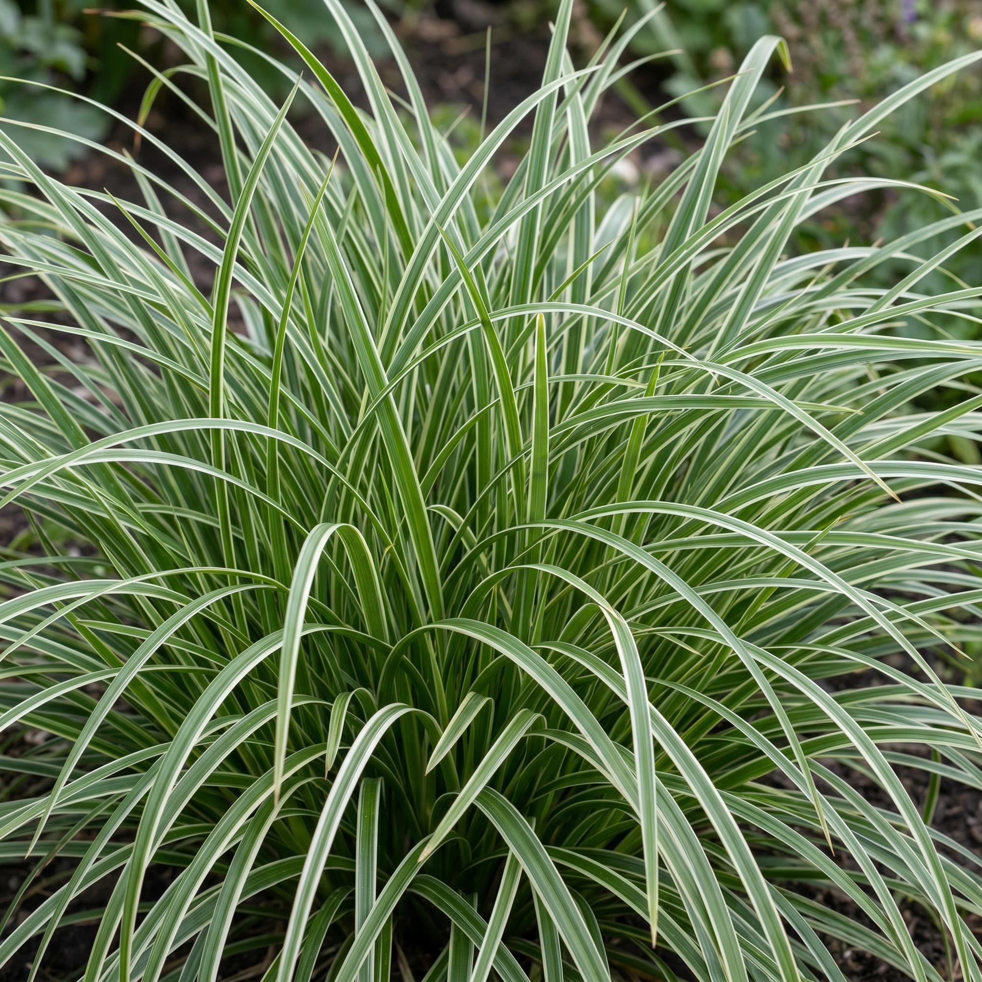 Grassen - Carex morrowii Ice Dance - Japanse Zegge - Groenblijvend - Creme-Groen - 6 Planten - Pot 11cm - Hoogte 15-25cm