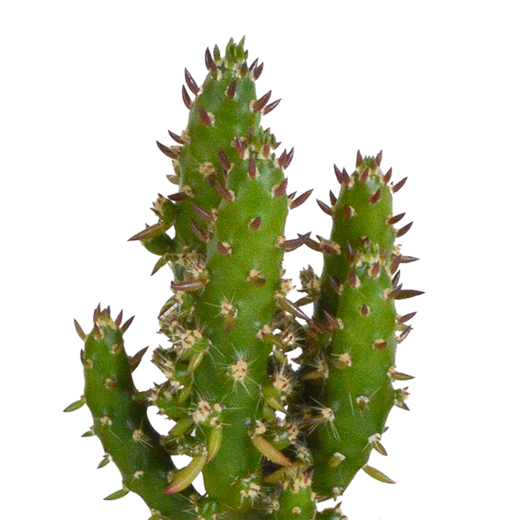 Cactus en vetplanten mix 5.5 cm | 15 stuks - in terracotta pot