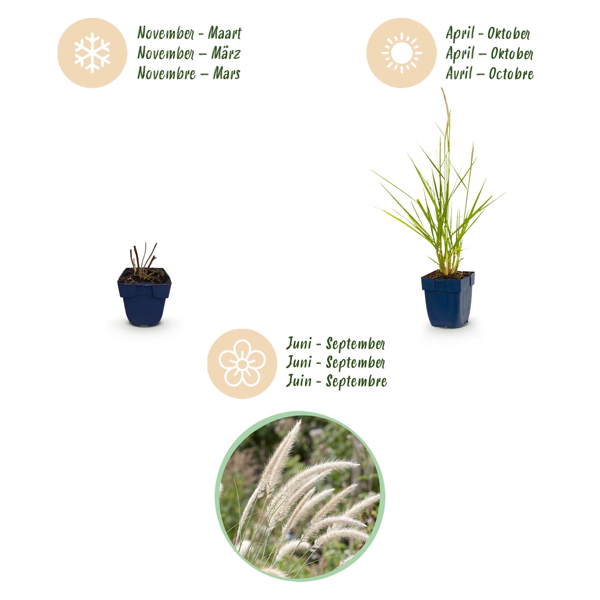 Grassen - Pennisetum or. Fairy Tales - Lampenpoetsergras - Met Pluim - Groen - 12 Planten - Pot 11cm - Hoogte 15-25cm