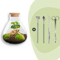 DIY terrarium - Sammie Coffea Red - Ø 22,5 cm ↑ 27 cm - Rake + Shovel + Tweezer + Scissors