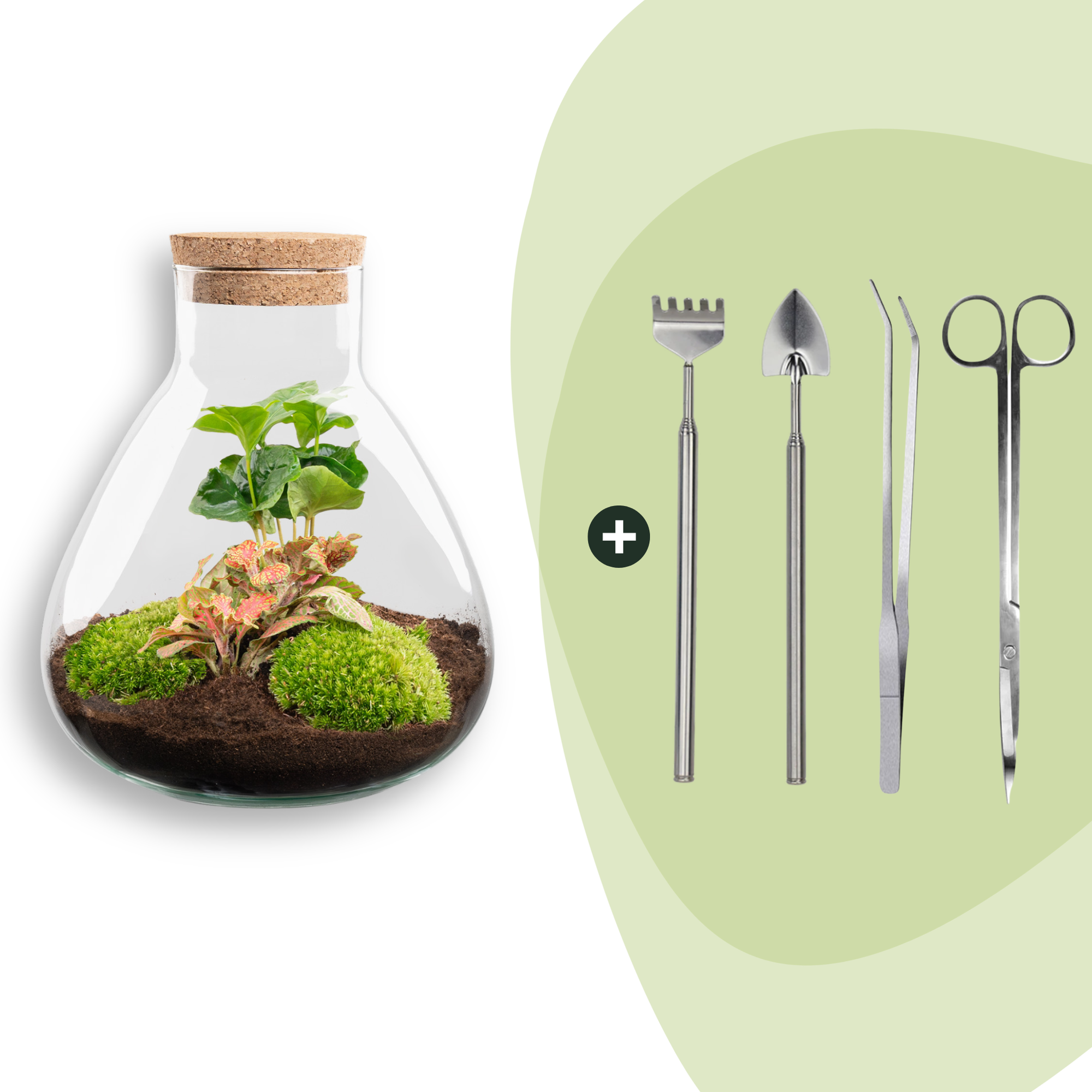 DIY terrarium - Sammie Coffea Red - Ø 22,5 cm ↑ 27 cm - Rake + Shovel + Tweezer + Scissors